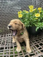 Green, a female Golden Retriever for sale in Dickson, TN – 2 of 3