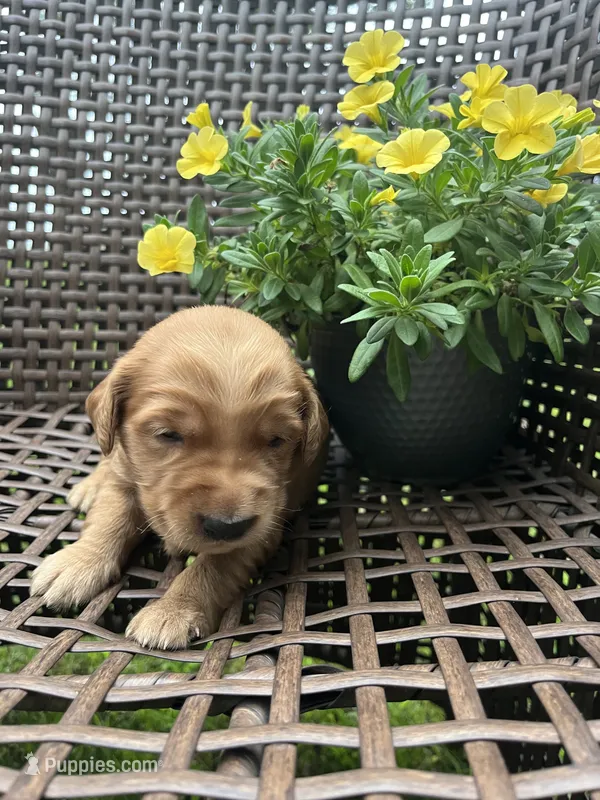 Green – Golden Retriever puppy for sale in Dickson, TN
