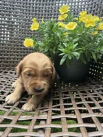 Green, a female Golden Retriever for sale in Dickson, TN – 1 of 3