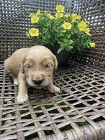 Purple , a female Golden Retriever for sale in Dickson, TN – 1 of 2