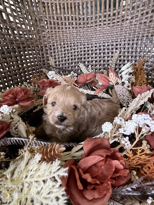 Milo  – Cavapoo puppy for sale in Dickson, TN
