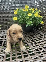 Pink , a female Golden Retriever for sale in Dickson, TN – 2 of 2