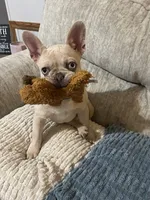 Gigi, a female French Bulldog for sale in Dickson, TN – 2 of 4
