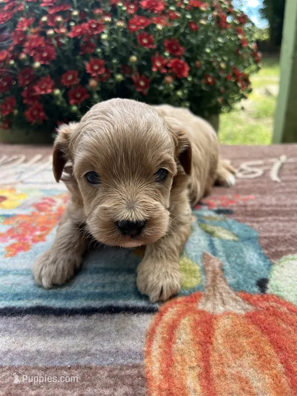 Archie  – Cavapoo puppy for sale in Dickson, TN
