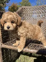 Scout , a male Cavapoo and Poodle - Miniature  for sale in Dickson, TN – 2 of 6