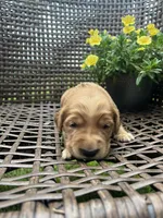 Green, a female Golden Retriever for sale in Dickson, TN – 3 of 3