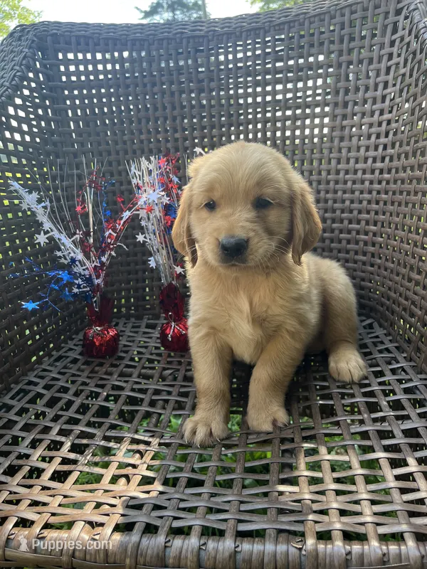 Purple  – Golden Retriever puppy for sale in Dickson, TN