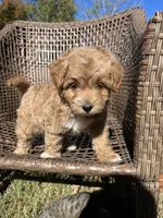 Milo , a male Cavapoo and Poodle - Miniature  for sale in Dickson, TN – 5 of 6