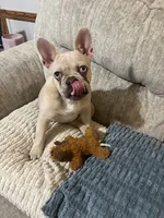 Gigi, a female French Bulldog for sale in Dickson, TN – 3 of 4