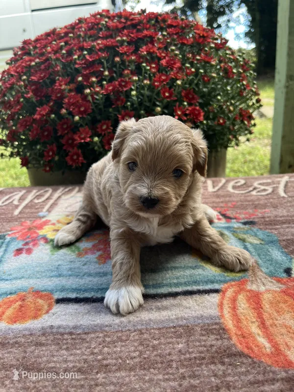 Milo  – Cavapoo puppy for sale in Dickson, TN