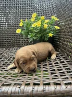 White, a female Golden Retriever for sale in Dickson, TN – 2 of 3