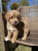 Milo , a male Cavapoo and Poodle - Miniature  for sale in Dickson, TN – 4 of 6