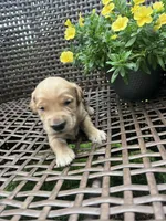 Blue, a male Golden Retriever for sale in Dickson, TN – 2 of 2