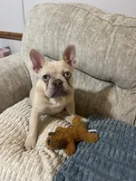 Gigi, a female French Bulldog for sale in Dickson, TN – 1 of 4