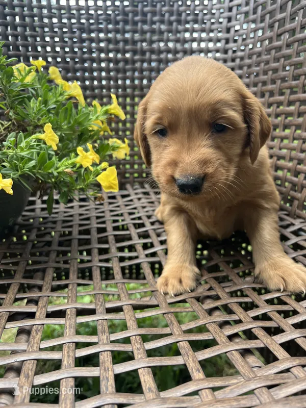 White – Golden Retriever puppy for sale in Dickson, TN