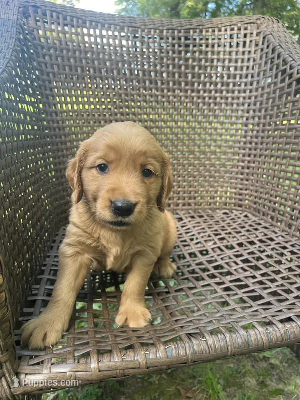 Red – Golden Retriever puppy for sale in Dickson, TN
