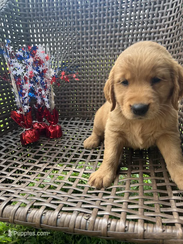 Red – Golden Retriever puppy for sale in Dickson, TN