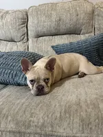 Gigi, a female French Bulldog for sale in Dickson, TN – 4 of 4