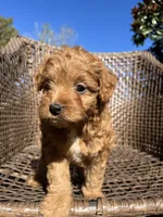 Archie , a male Cavapoo and Poodle - Miniature  for sale in Dickson, TN – 6 of 6