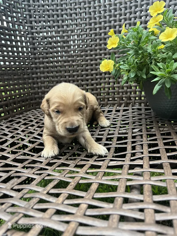 Blue – Golden Retriever puppy for sale in Dickson, TN