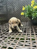 Blue, a male Golden Retriever for sale in Dickson, TN – 1 of 2