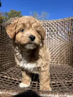 Milo , a male Cavapoo and Poodle - Miniature  for sale in Dickson, TN – 6 of 6