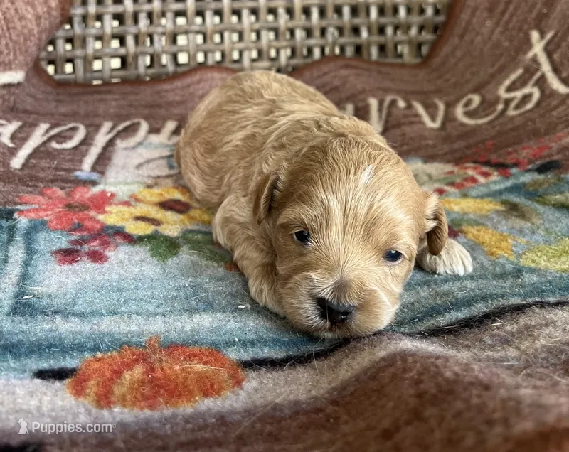 Archie  – Cavapoo puppy for sale in Dickson, TN