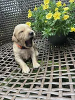 Orange , a female Golden Retriever for sale in Dickson, TN – 2 of 3