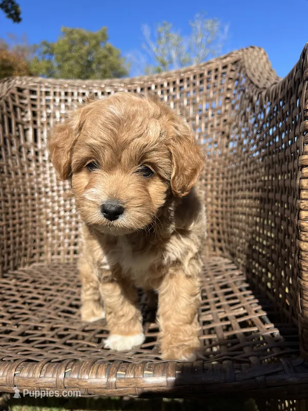 Milo  – Cavapoo puppy for sale in Dickson, TN