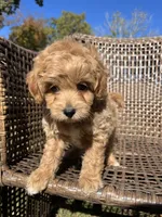 Scout , a male Cavapoo and Poodle - Miniature  for sale in Dickson, TN – 5 of 6