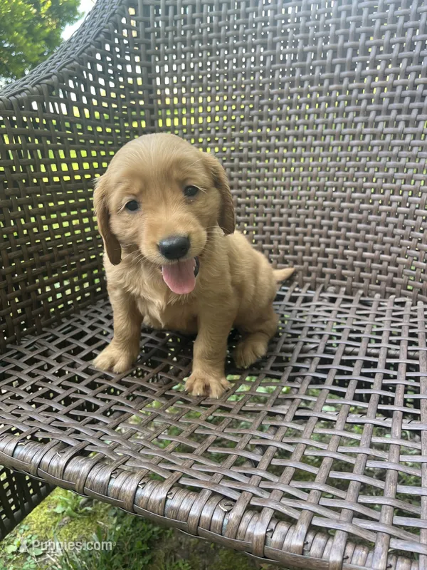 Green – Golden Retriever puppy for sale in Dickson, TN