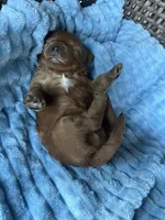 Scout , a male Cavapoo for sale in Dickson, TN – 2 of 3