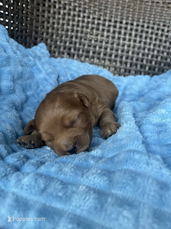 Scout  – Cavapoo puppy for sale in Dickson, TN
