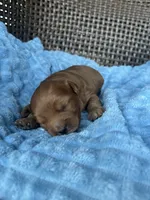 Scout , a male Cavapoo for sale in Dickson, TN – 1 of 3