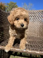 Scout , a male Cavapoo and Poodle - Miniature  for sale in Dickson, TN – 3 of 6