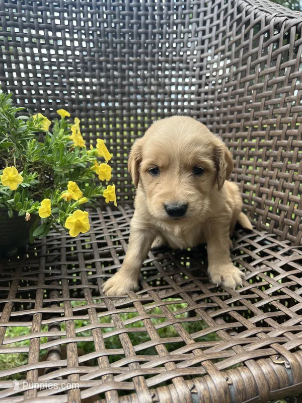 Yellow  – Golden Retriever puppy for sale in Dickson, TN