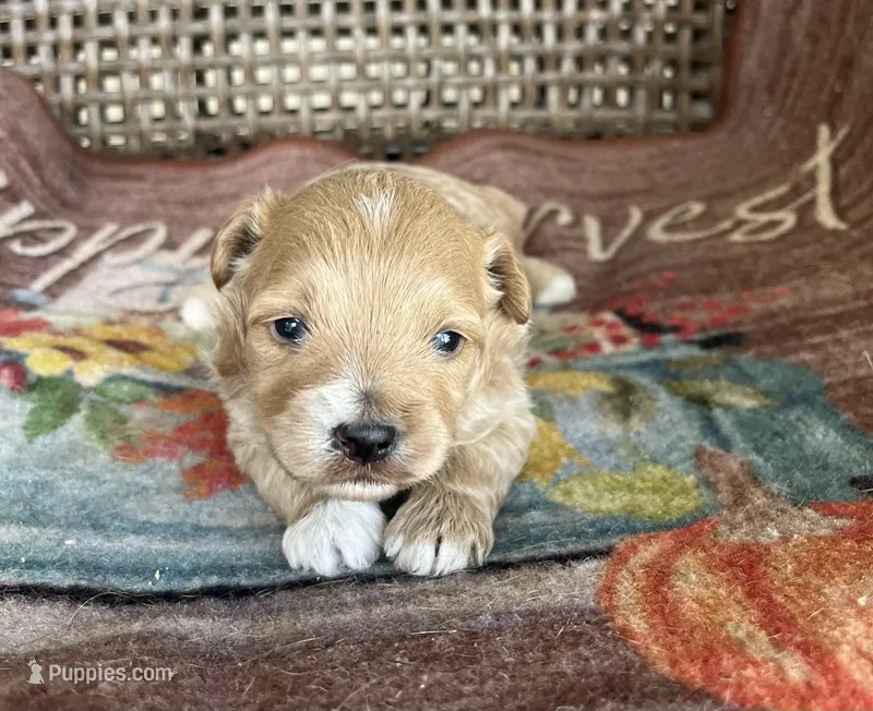 Milo  – Cavapoo puppy for sale in Dickson, TN