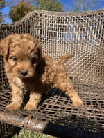 Archie , a male Cavapoo and Poodle - Miniature  for sale in Dickson, TN – 5 of 6