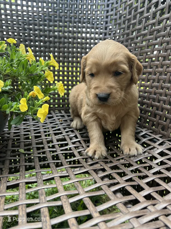 Red – Golden Retriever puppy for sale in Dickson, TN