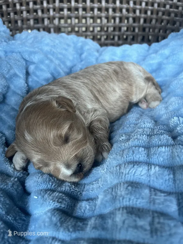 Milo  – Cavapoo puppy for sale in Dickson, TN