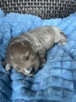 Milo , a male Cavapoo for sale in Dickson, TN – 1 of 3