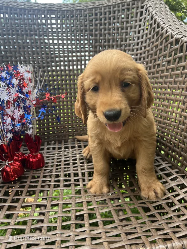 Green – Golden Retriever puppy for sale in Dickson, TN