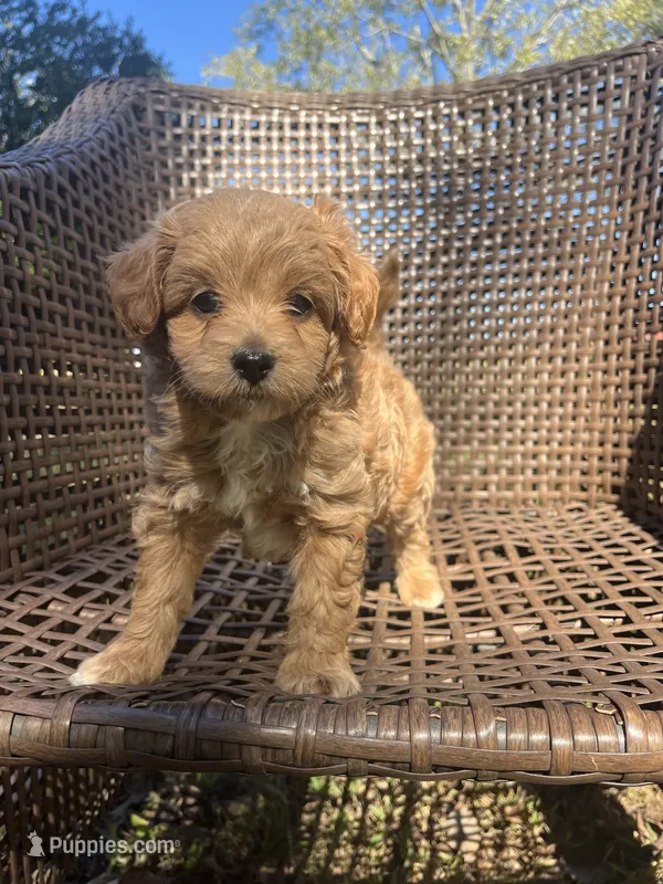 Scout  – Cavapoo puppy for sale in Dickson, TN