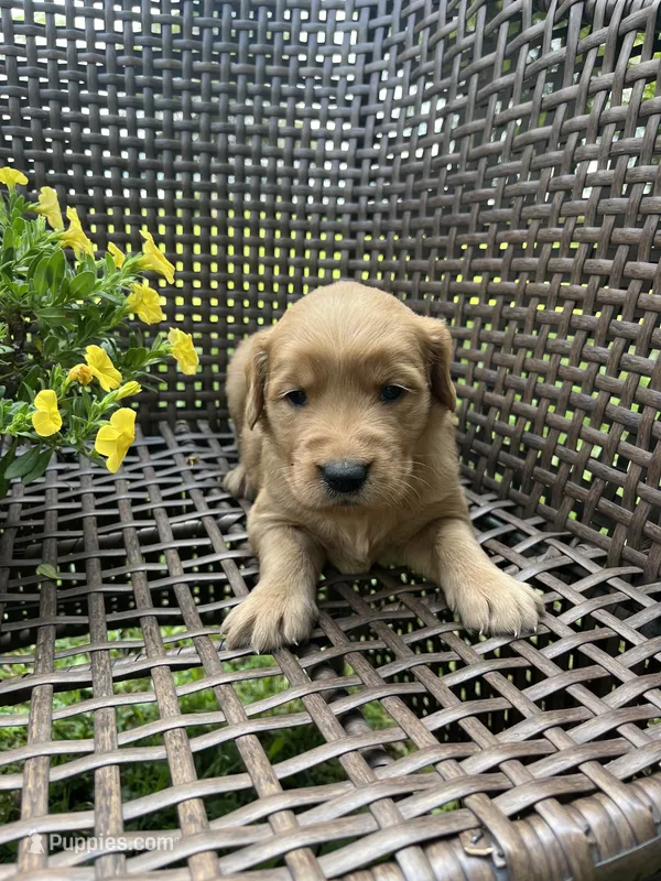 Green – Golden Retriever puppy for sale in Dickson, TN