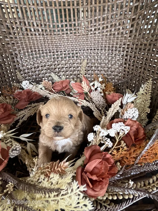Archie  – Cavapoo puppy for sale in Dickson, TN