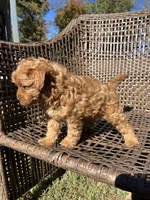 Archie , a male Cavapoo and Poodle - Miniature  for sale in Dickson, TN – 4 of 6
