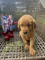 Dark Green, a female Golden Retriever for sale in Dickson, TN – 2 of 3