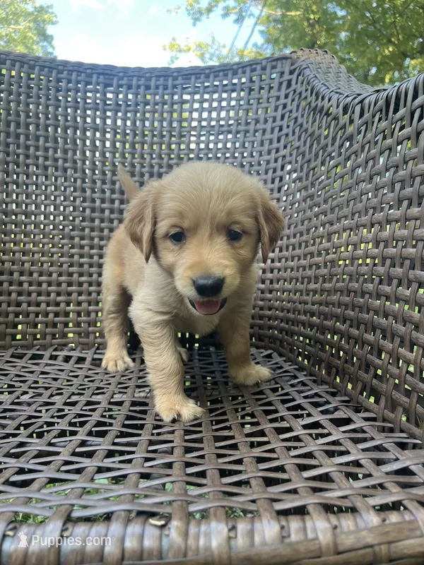 Yellow  – Golden Retriever puppy for sale in Dickson, TN