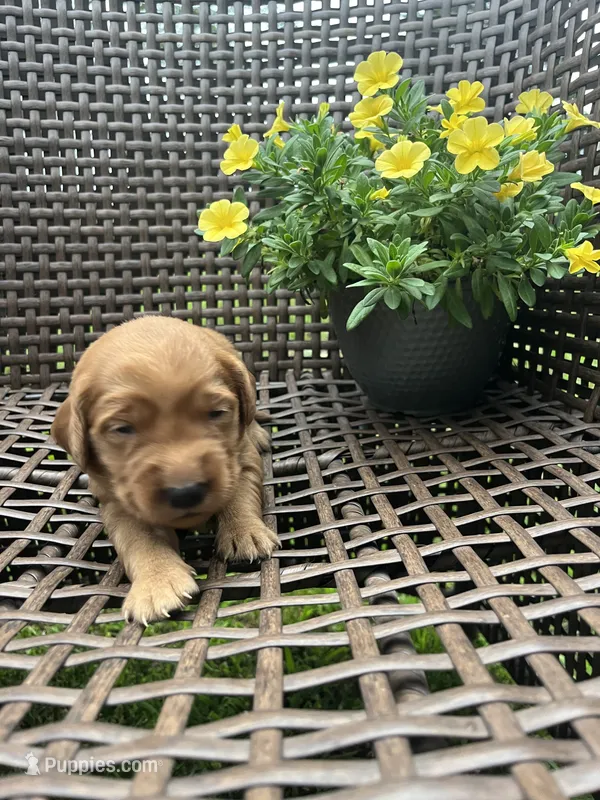 White – Golden Retriever puppy for sale in Dickson, TN