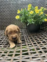 White, a female Golden Retriever for sale in Dickson, TN – 1 of 3